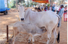 Local cow breeds to get prominence, Gou Sansath